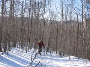 Skier in woods