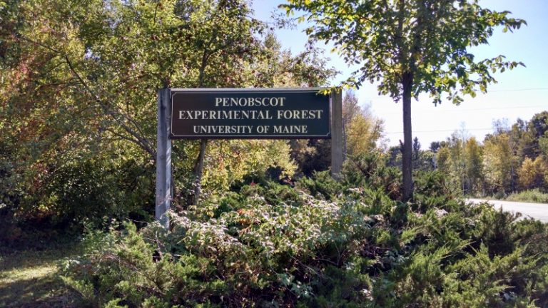 penobscot experimental forest