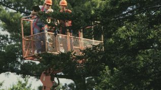 photo of workers on lift looking at tree