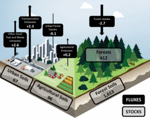 Illustration of Maine's carbon budget reflecting impact of forests and soils