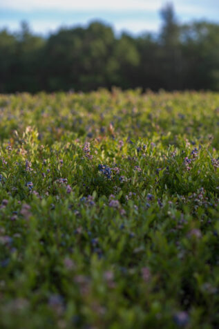 Photo of blueberry field