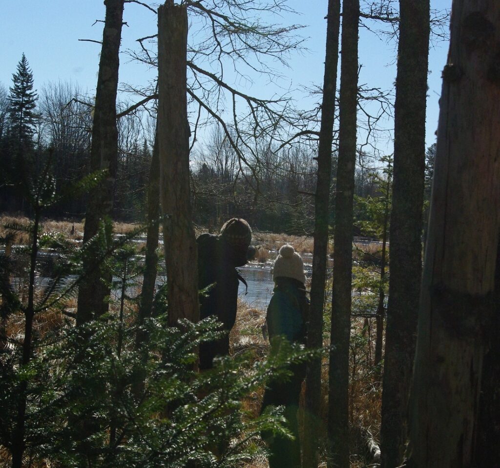 Beaver pond on Schoodic Peninsula photo