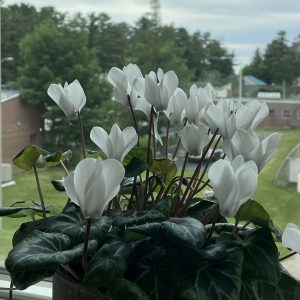 decorative flower pic